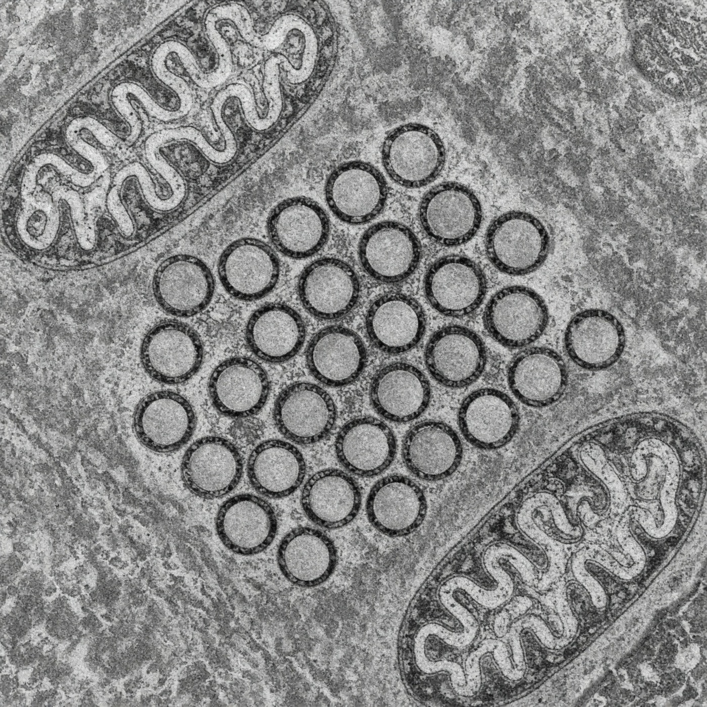 Microscopy slice with circular vesicles